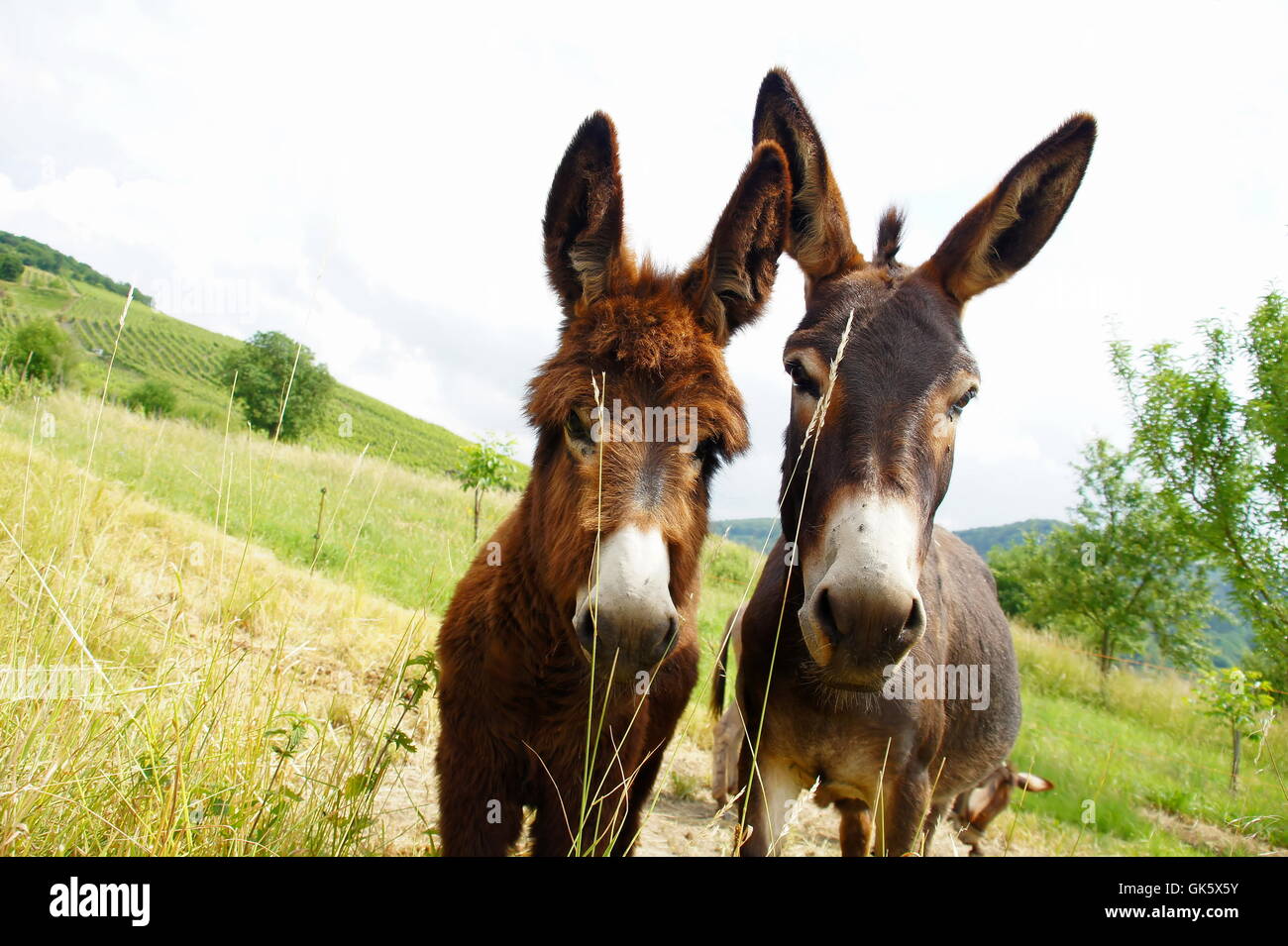donkey mother and child Stock Photo