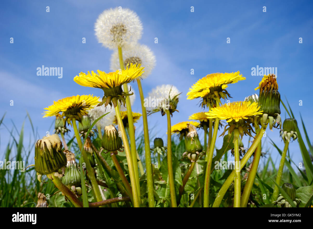 Dandelion flowers in blue hi-res stock photography and images - Alamy