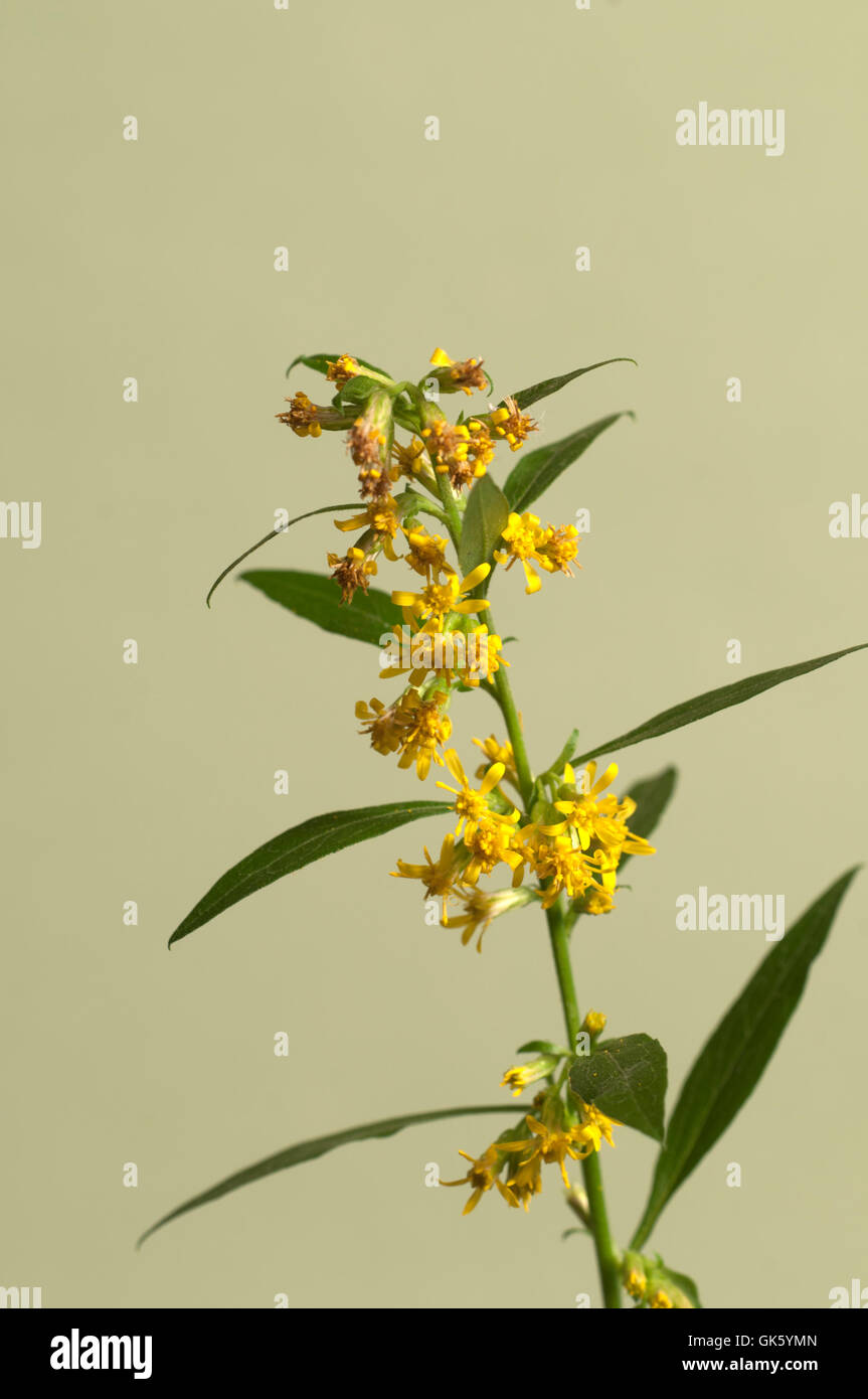 Solidago flowers over green background, close up Stock Photo