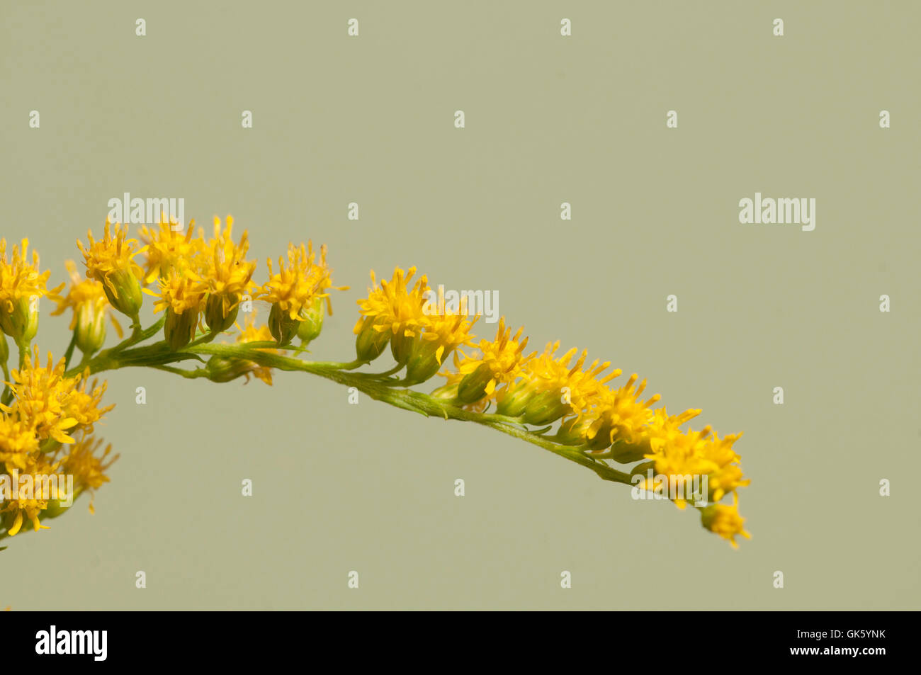 Solidago flowers over green background, close up Stock Photo