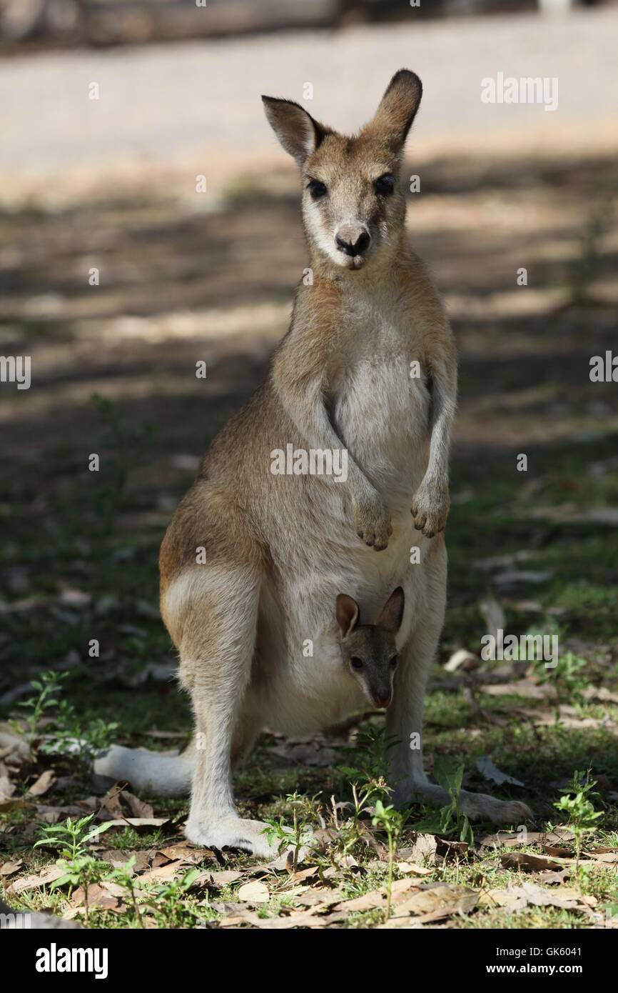 australia offspring kangaroo Stock Photo