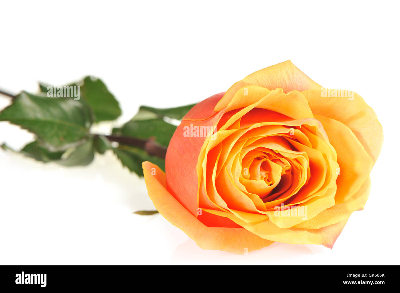 Rose isolated on a white background Stock Photo - Alamy