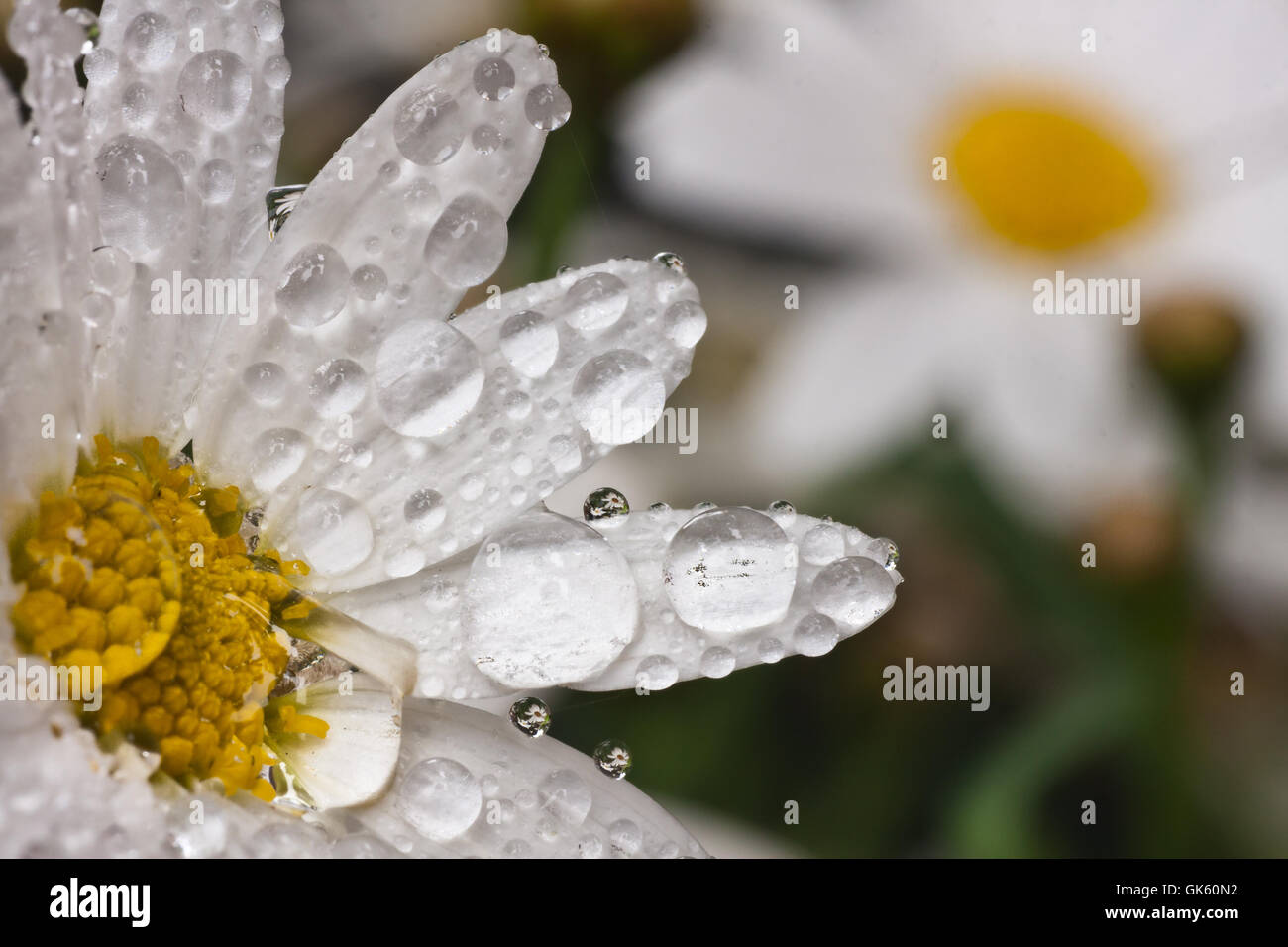 raindrop mirroring magnifier Stock Photo