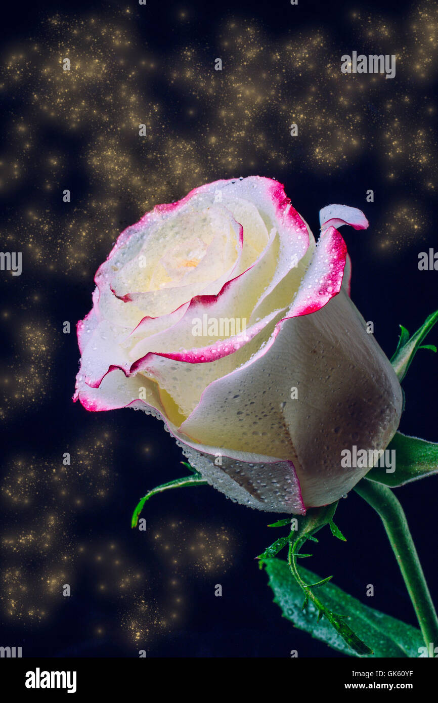 The Magic Of Roses Stock Photo