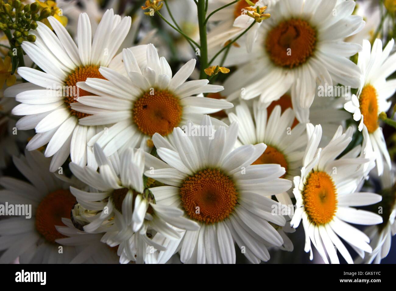 Daisies close up Stock Photo Alamy