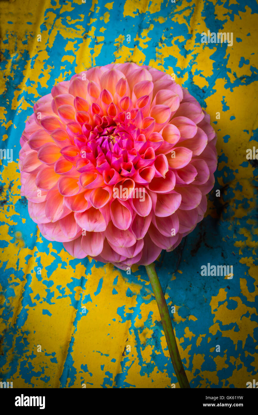 Pink Dahlia On Old Table Stock Photo