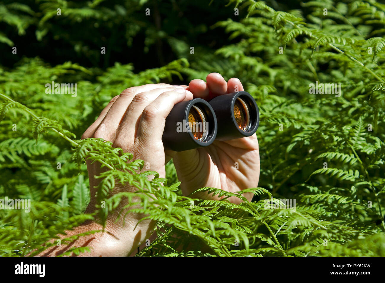 Binoculars in hand from the bushes Stock Photo Alamy
