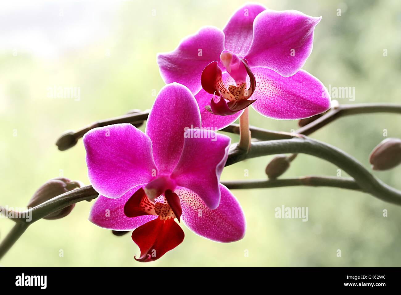 Light pink orchids hi-res stock photography and images - Alamy