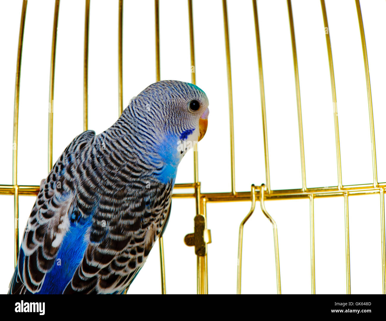 View of Parrot on a lattice cage Stock Photo - Alamy