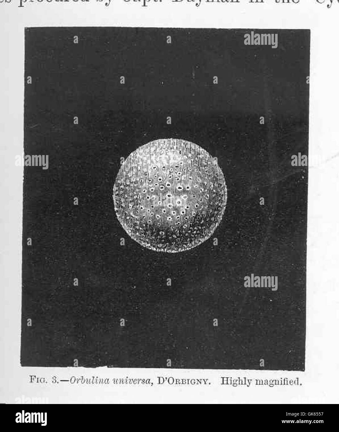 49271 Orbulina universa, d'Orbigny Stock Photo Alamy