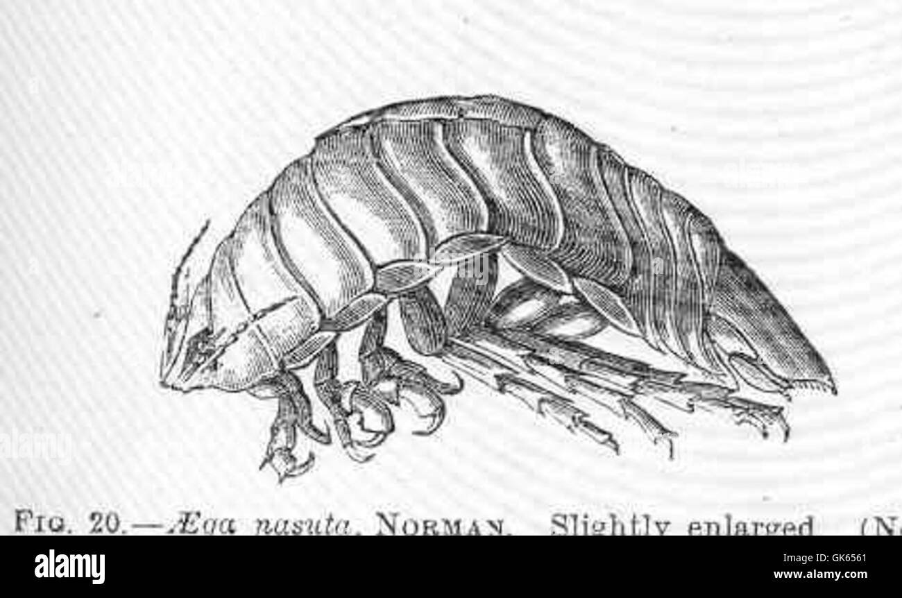 Detritus Black and White Stock Photos \u0026 Images - Alamy, image size:1300x862