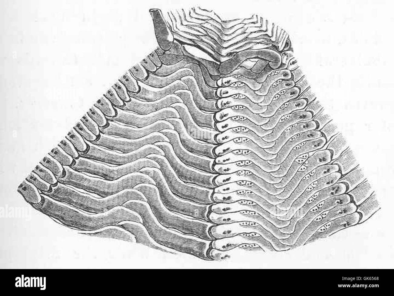 49296 Calveria hystris, Wyville Thomson Inner surface of a portion of the  tent showing the structure of the ambulacral and Stock Photo - Alamy