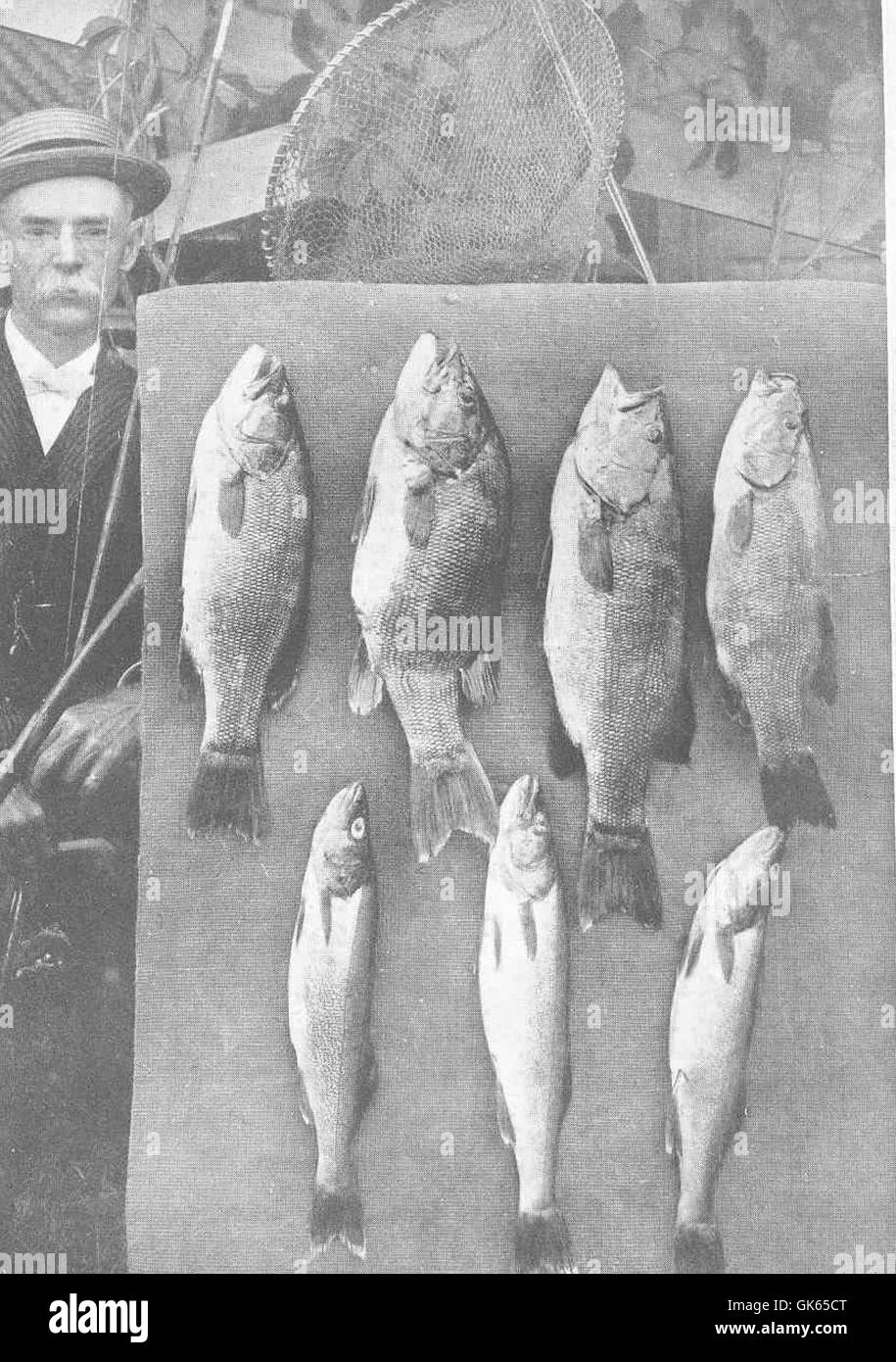 49443 Black Bass and Wall-Eyed Pike Thousand Islands, St Lawrence, Canada Caught by De Forest Fairchild Stock Photo