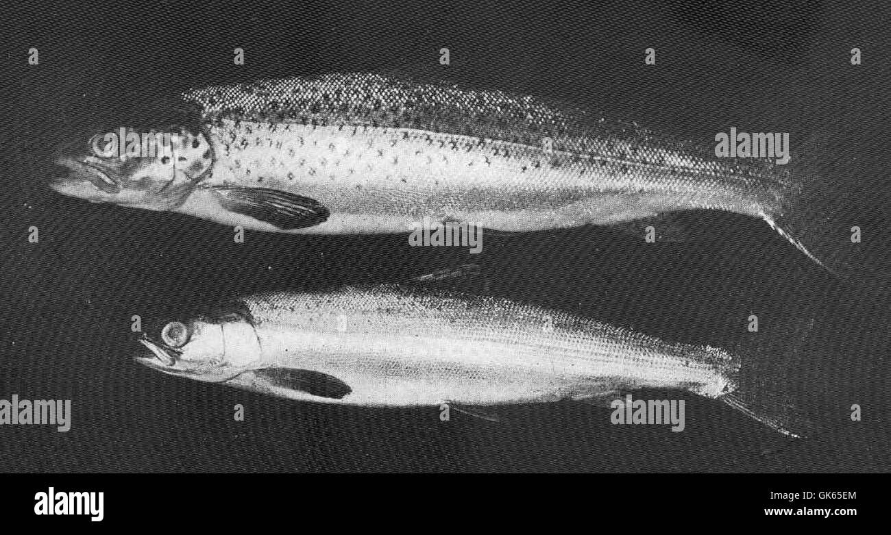 49486 Loch Leven Trout upper and Salmon Smolt lower, both with