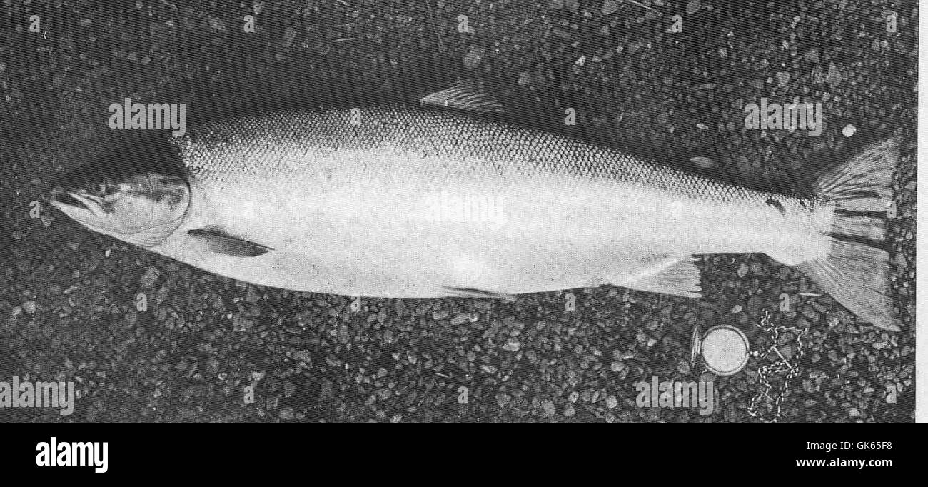 49501 Small spring fish, 13 lbs 30th April 1907 Stock Photo