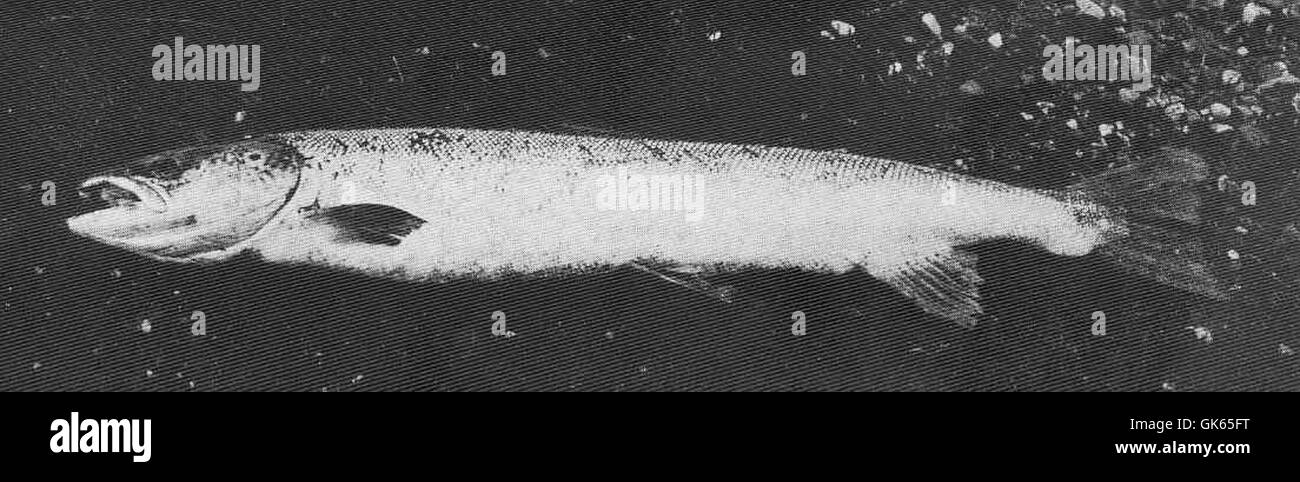 Female with caught fish Black and White Stock Photos & Images - Alamy