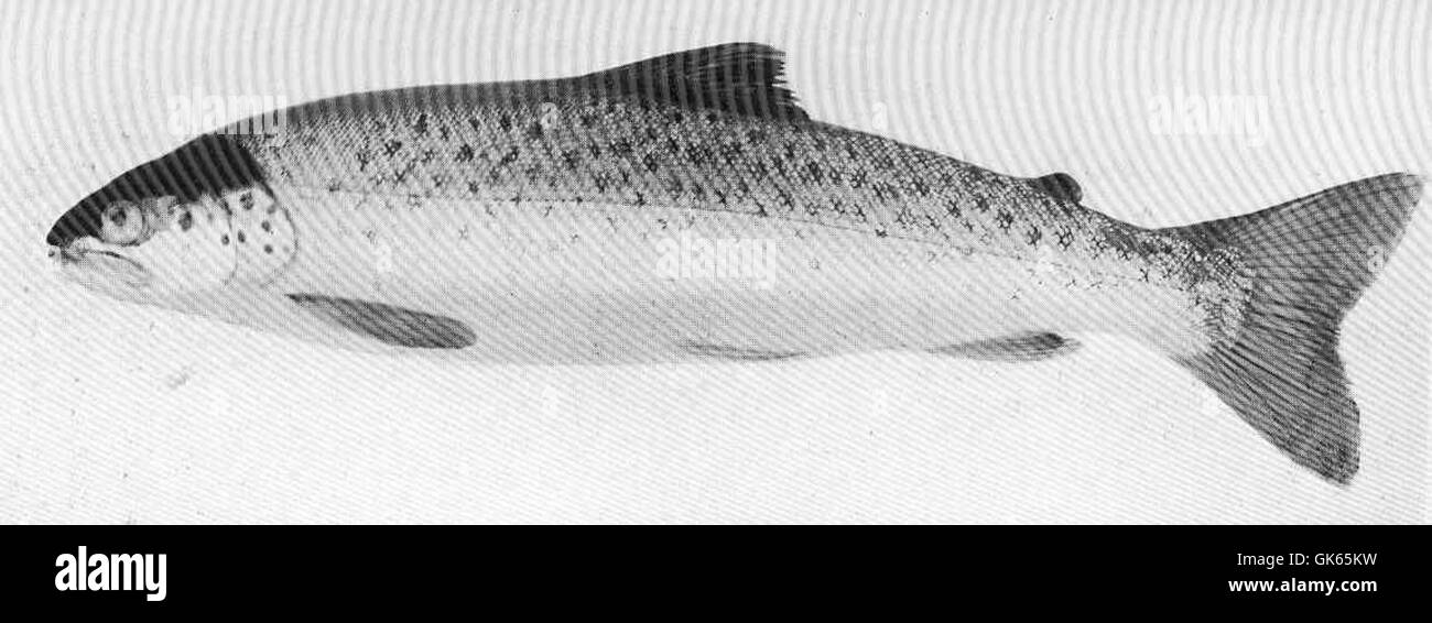 49605 1 12lb Seatrout 15th May 1904 Second return from the sea Stock