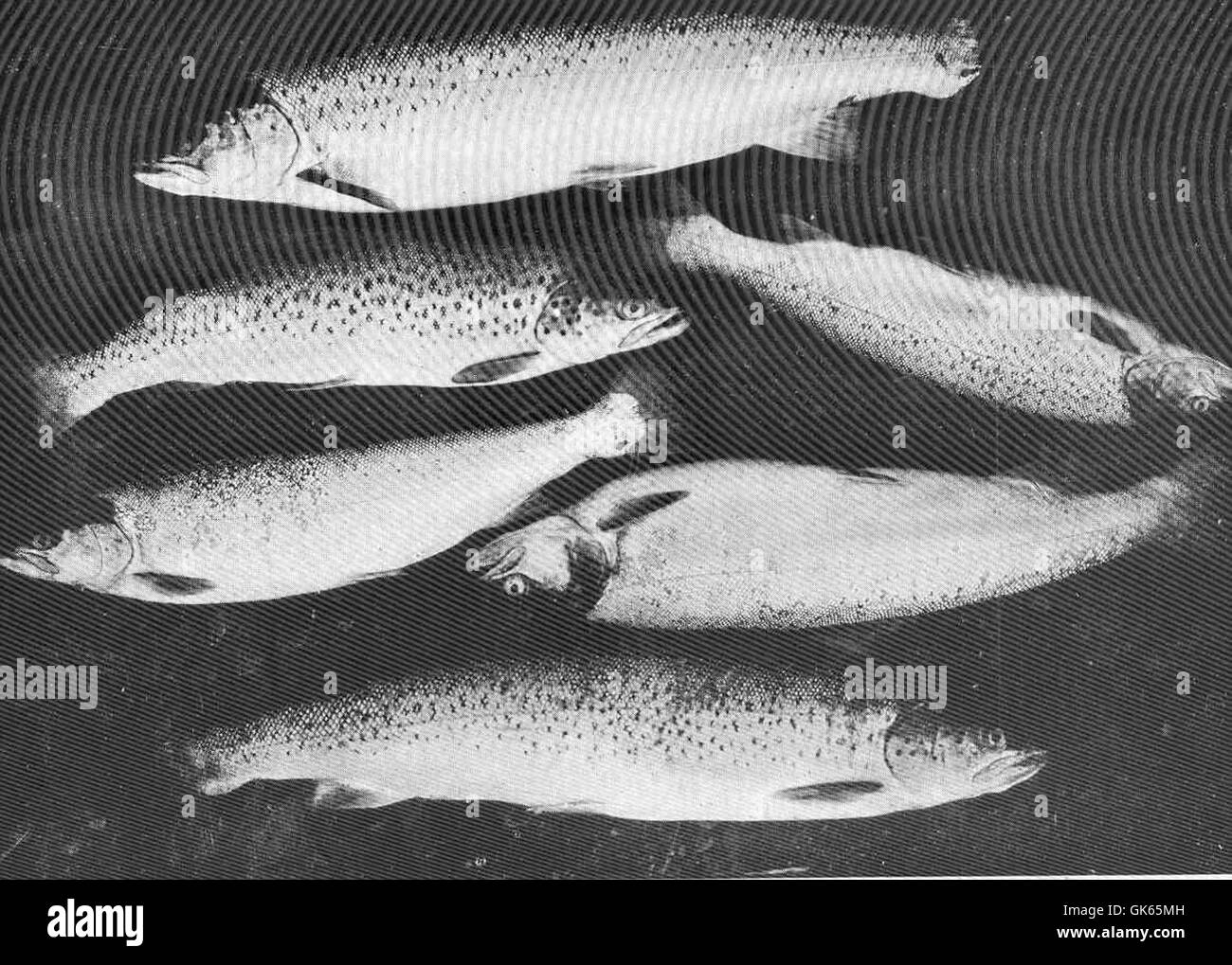 49620 Different types of Seatrout The Tay August 1905 Stock Photo Alamy