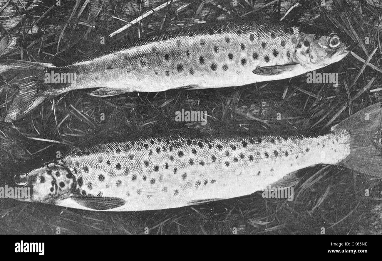 49642 12-lb Loch Gorm Trout, Scourie, Sutherland July 1904 Stock Photo