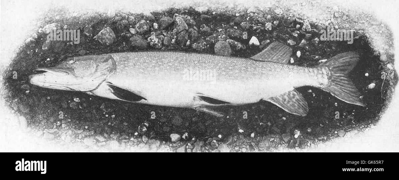 49681 18-lb Pike (Esox lucius) River Earh, February 1900 Stock Photo