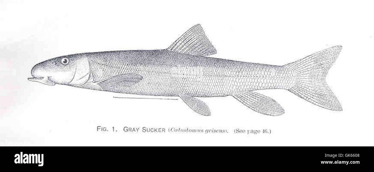 34237 Gray Sucker (Catostomus griseus) Stock Photo