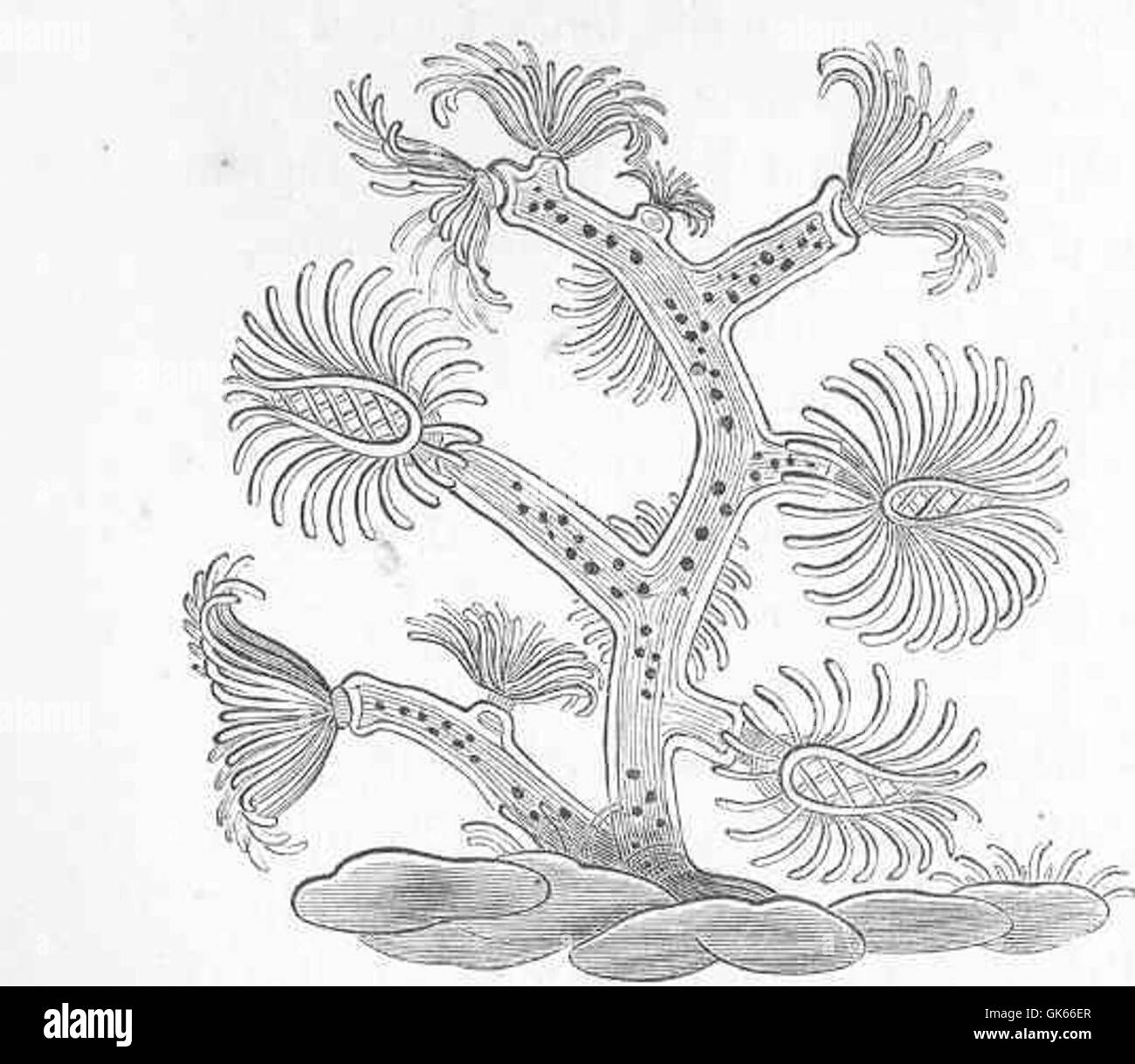 Plumatella cristalina, a freshwater bryozoan species, depicted as drawn by Roesel. This microscopic organism is part of the phylum Bryozoa and is known for its colonial structure. Stock Photo