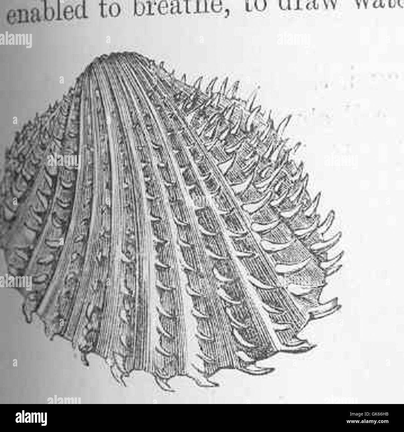 50199 Cardium aculeatum (Linnaeus) Stock Photo