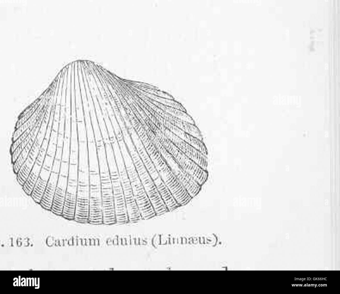 50200 Cardium edulus (Linnaeus) Stock Photo