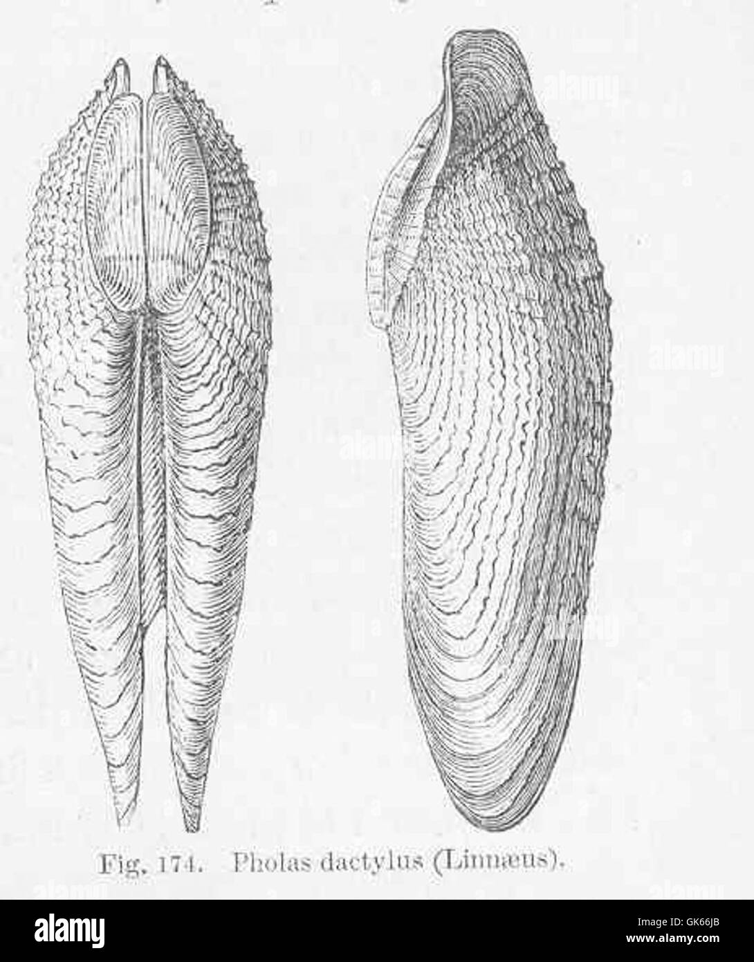 50223 Pholas dactylus (Linnaeus) Stock Photo