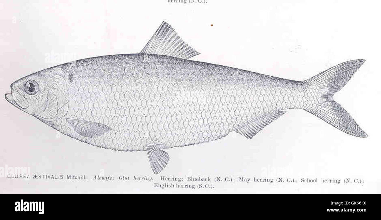 Alewife fish hi-res stock photography and images - Alamy