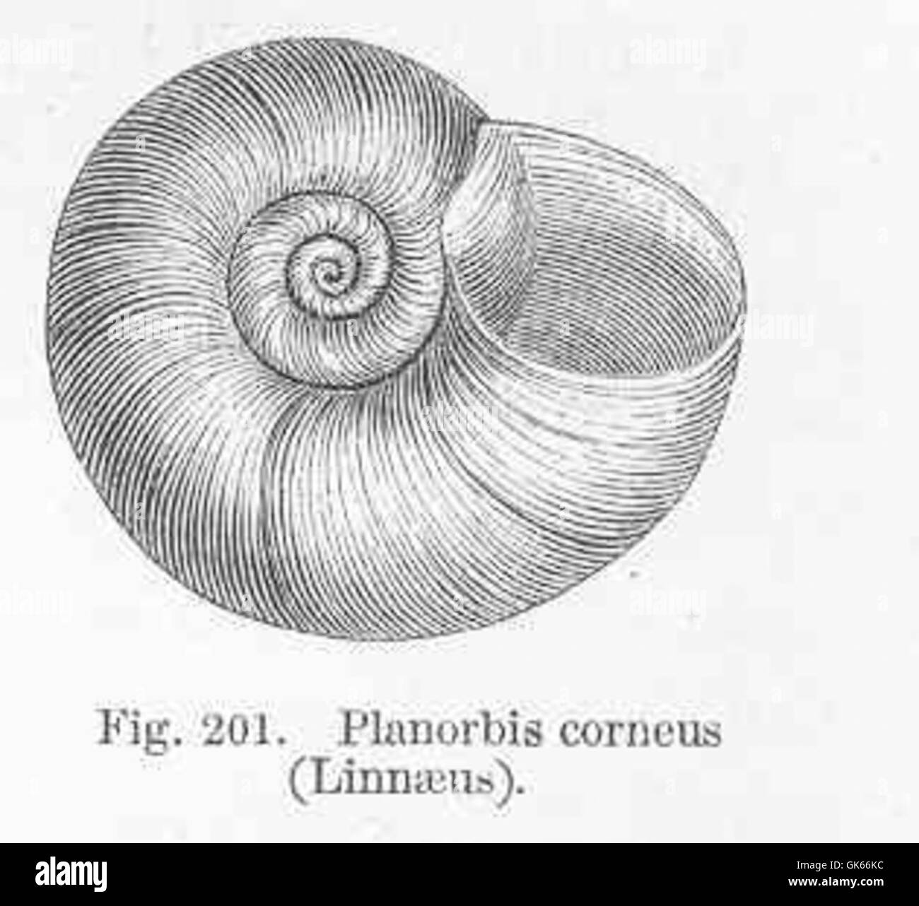 50248 Planorbis corneus (Linnaeus) Stock Photo