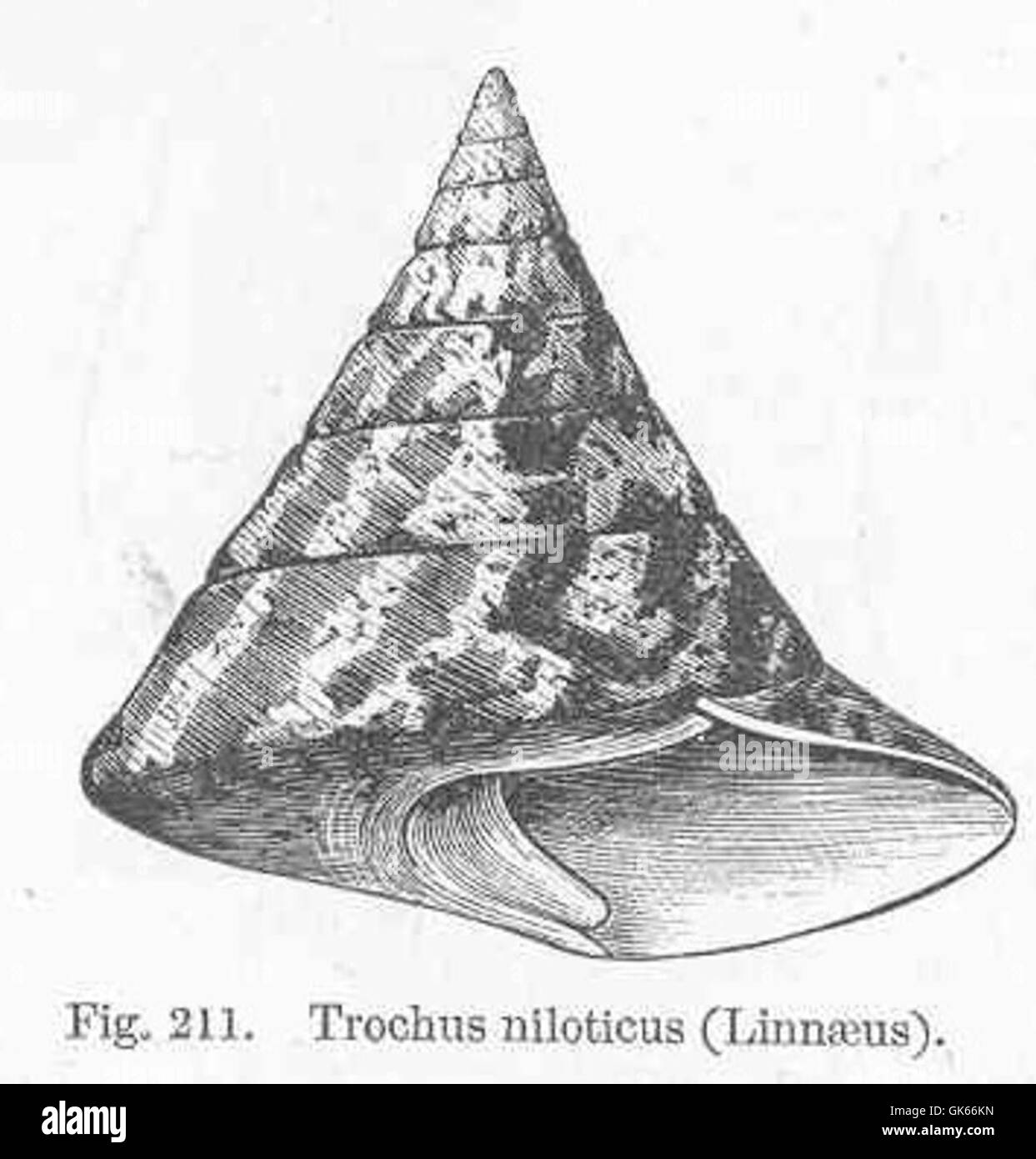 50257 Trochus niloticus (Linnaeus) Stock Photo