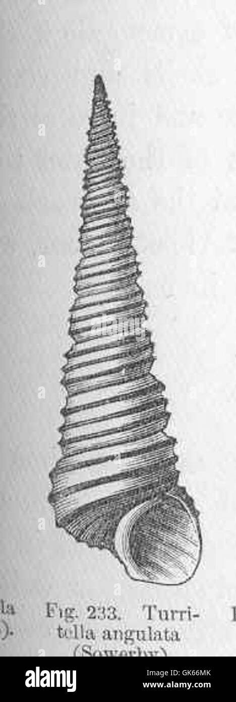 Turritella angulata, a species of sea snail, is known for its spiral ...