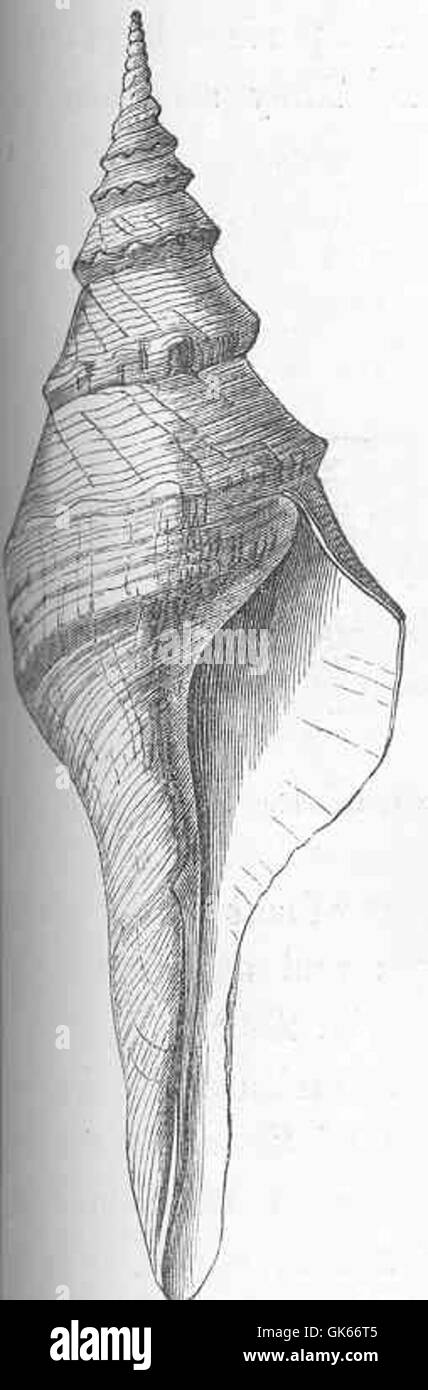 Diversity of shell morphology in marine life Black and White Stock ...