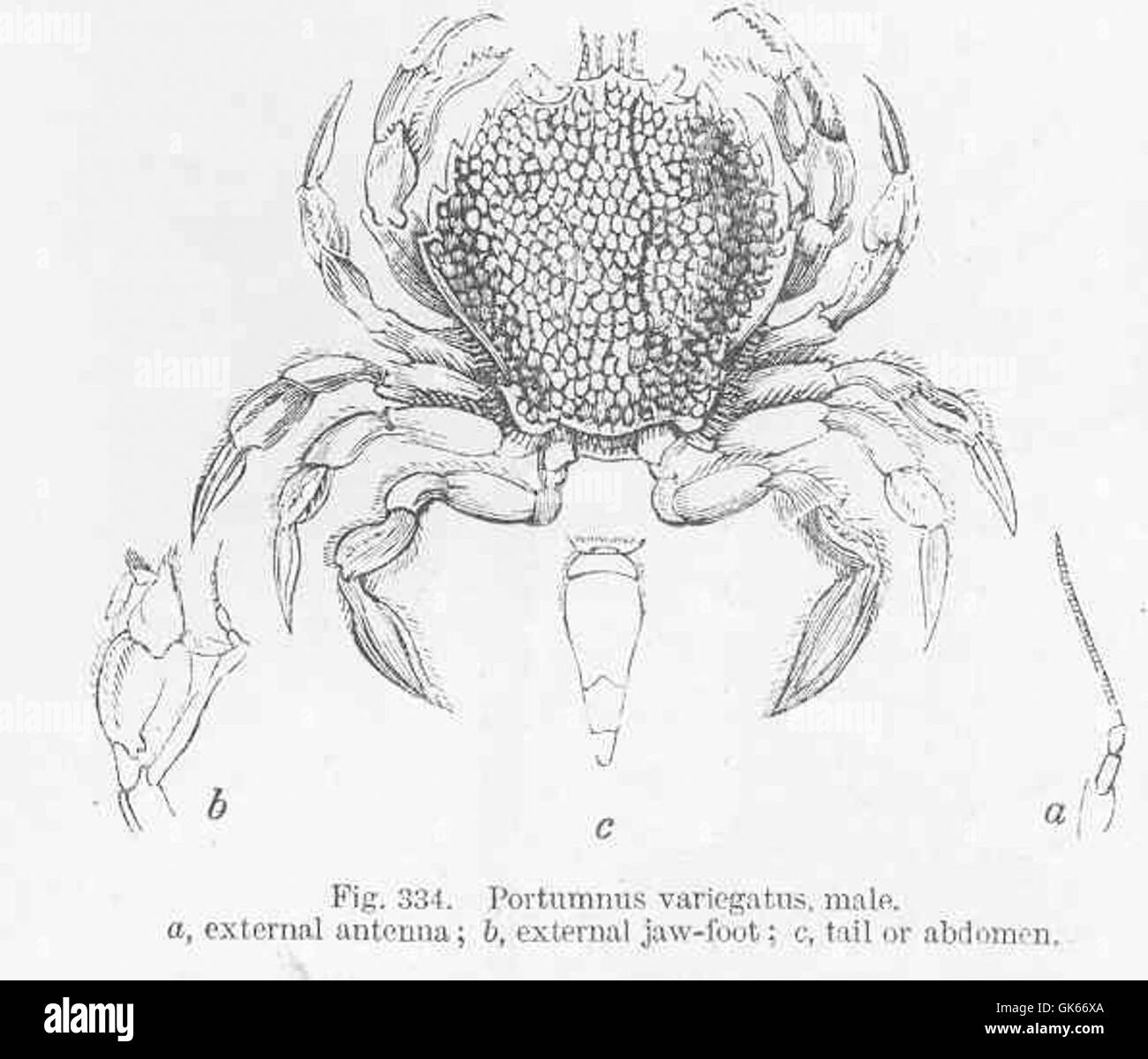 Study marine crab species hires stock photography and images Alamy