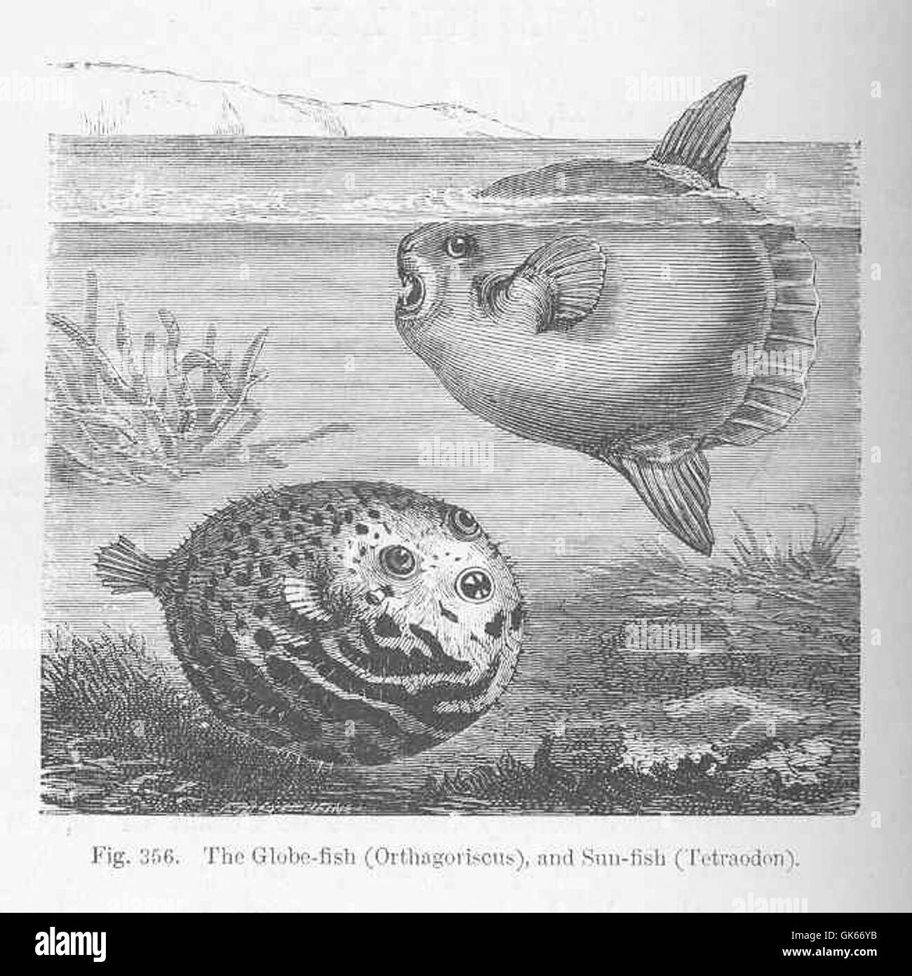 50433 Globe-fish (Orthagoiscus), and Sun-fish (Tetraodon) Stock Photo