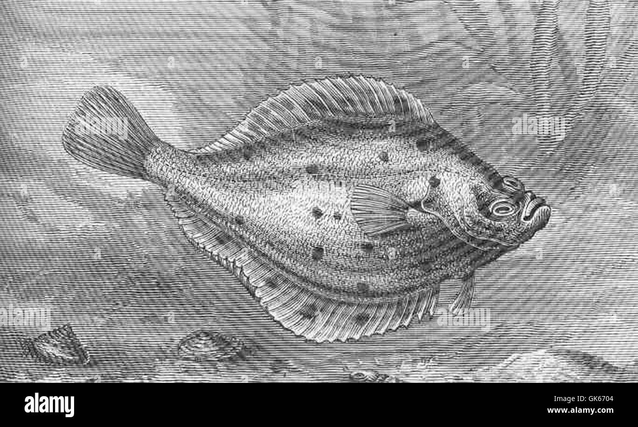 50450 Common Plaice (Platessa vulgaris Stock Photo Alamy