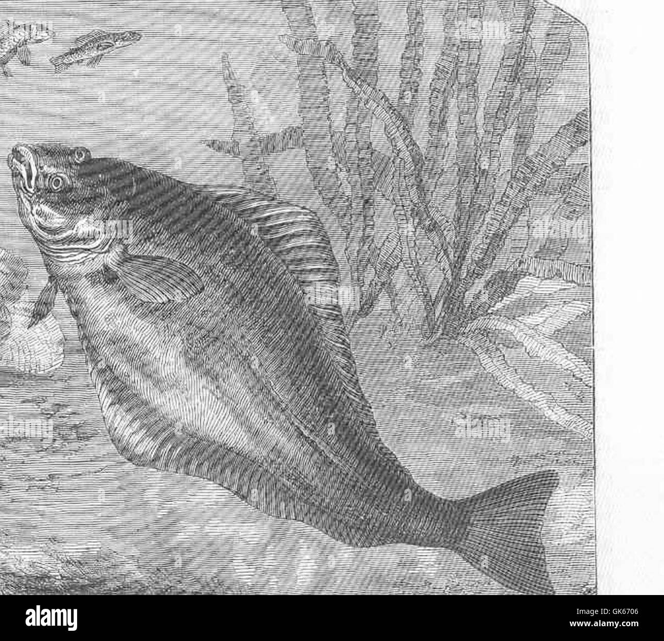 50452 Halibut (Hippoglossus vulgaris Stock Photo Alamy