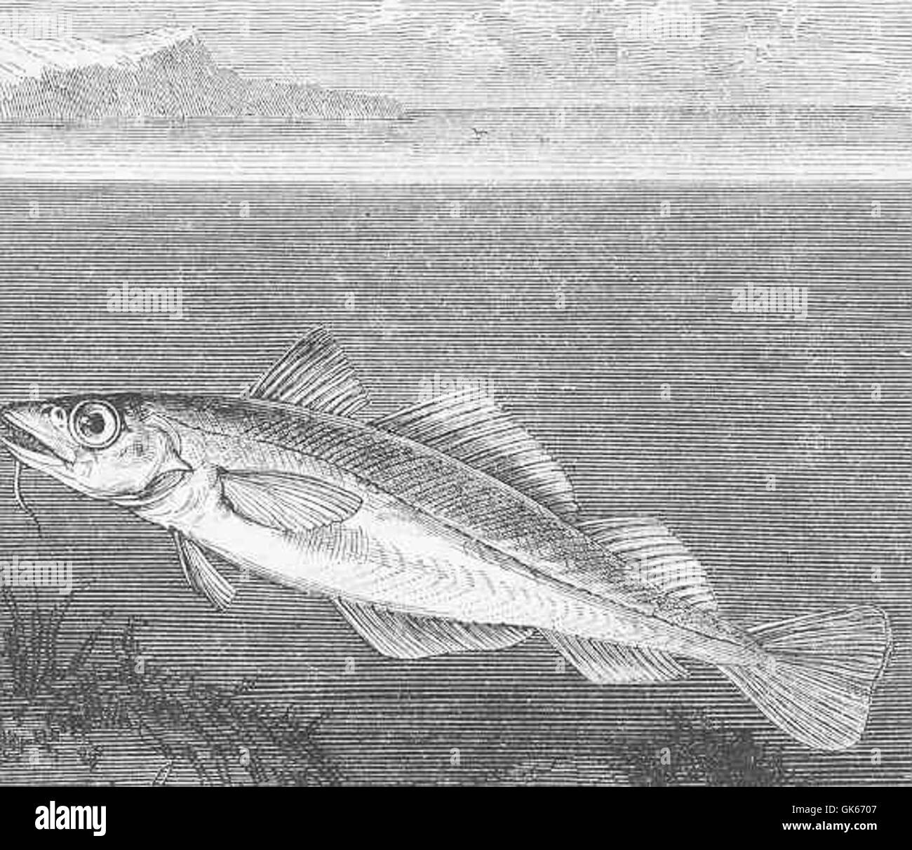 50453 Cod-fish (Morrhua callariss) Stock Photo