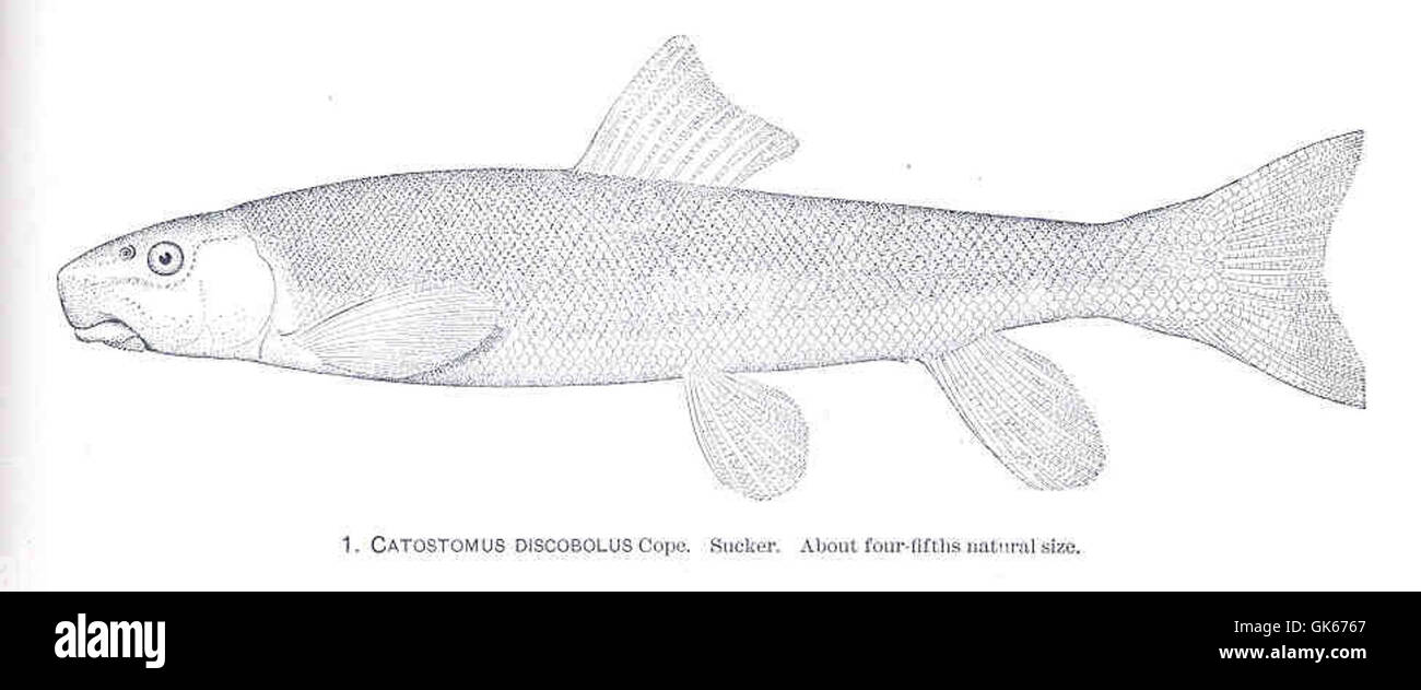 34318 Catostomus discobolus Cope Sucker Stock Photo