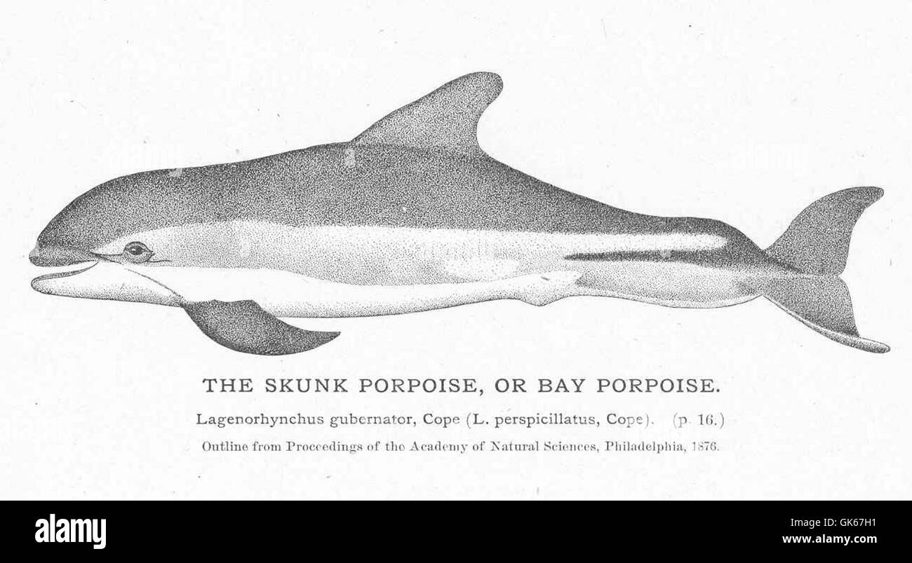 Porpoise Drawing Black And White Stock Photos Images Alamy