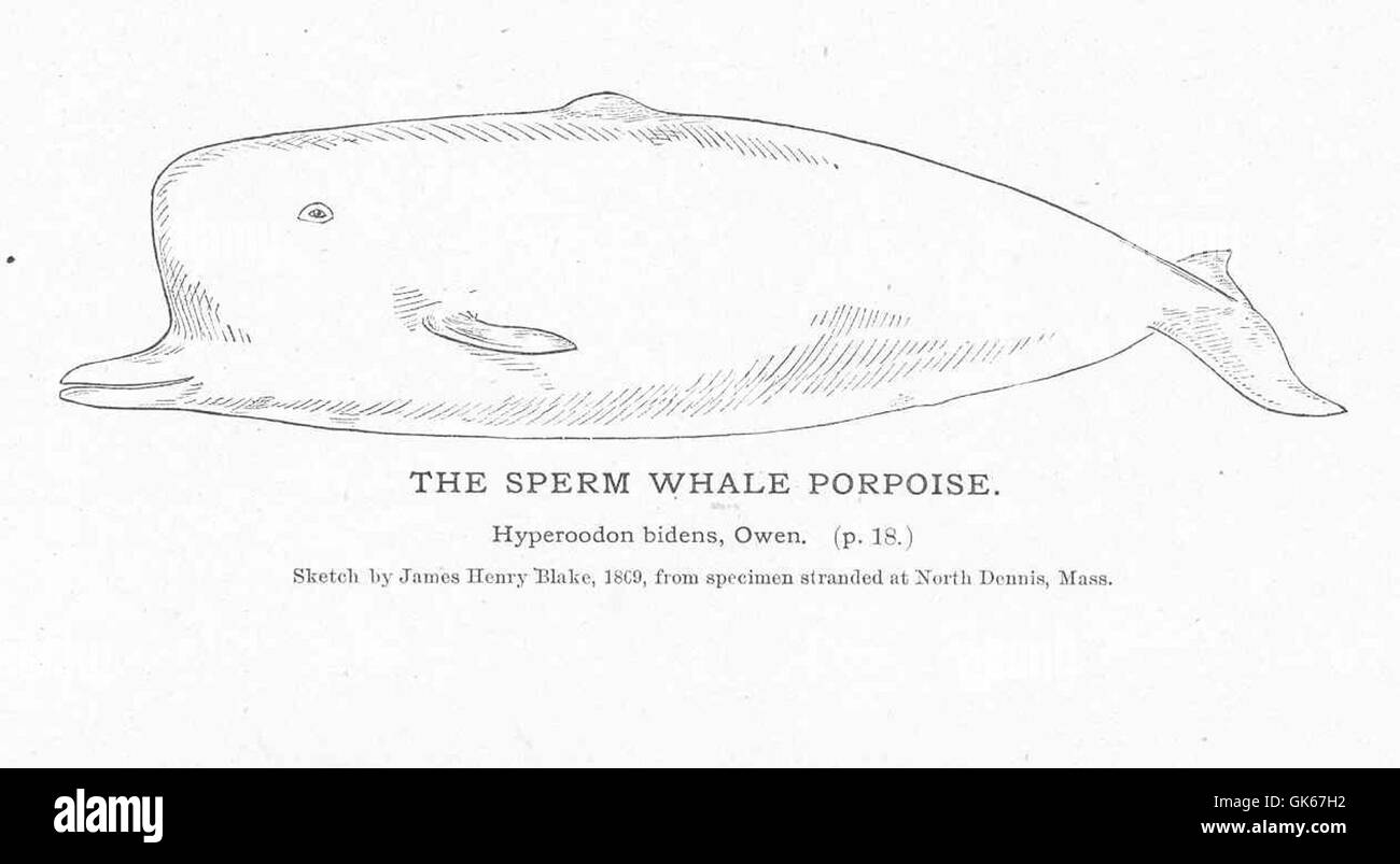 Porpoise Drawing Black And White Stock Photos Images Alamy