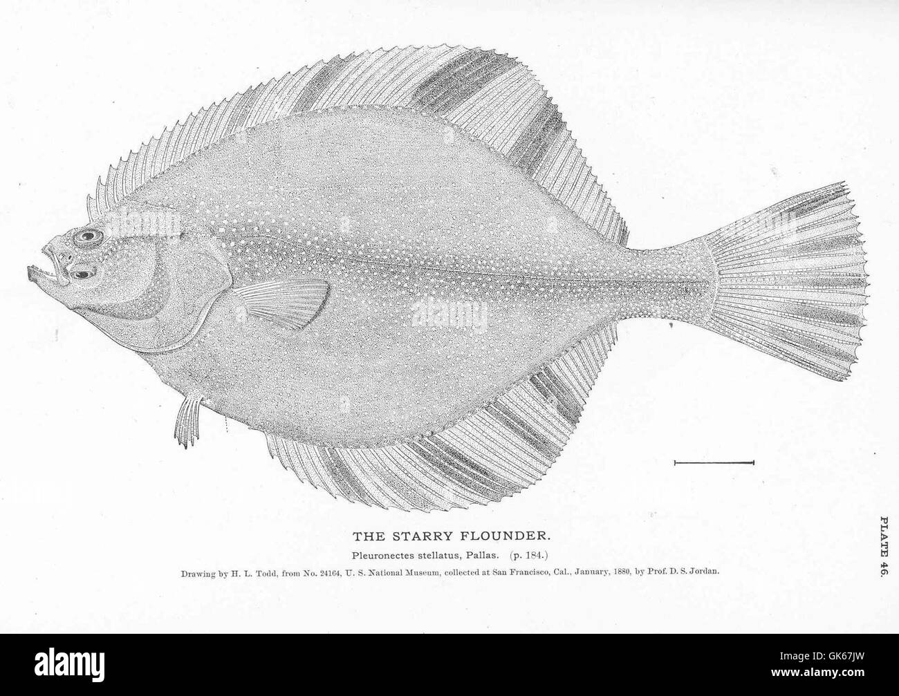 50883 Starry Flounder Stock Photo Alamy