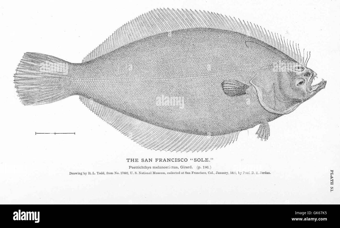 50888 San Francisco 'Sole' Stock Photo Alamy