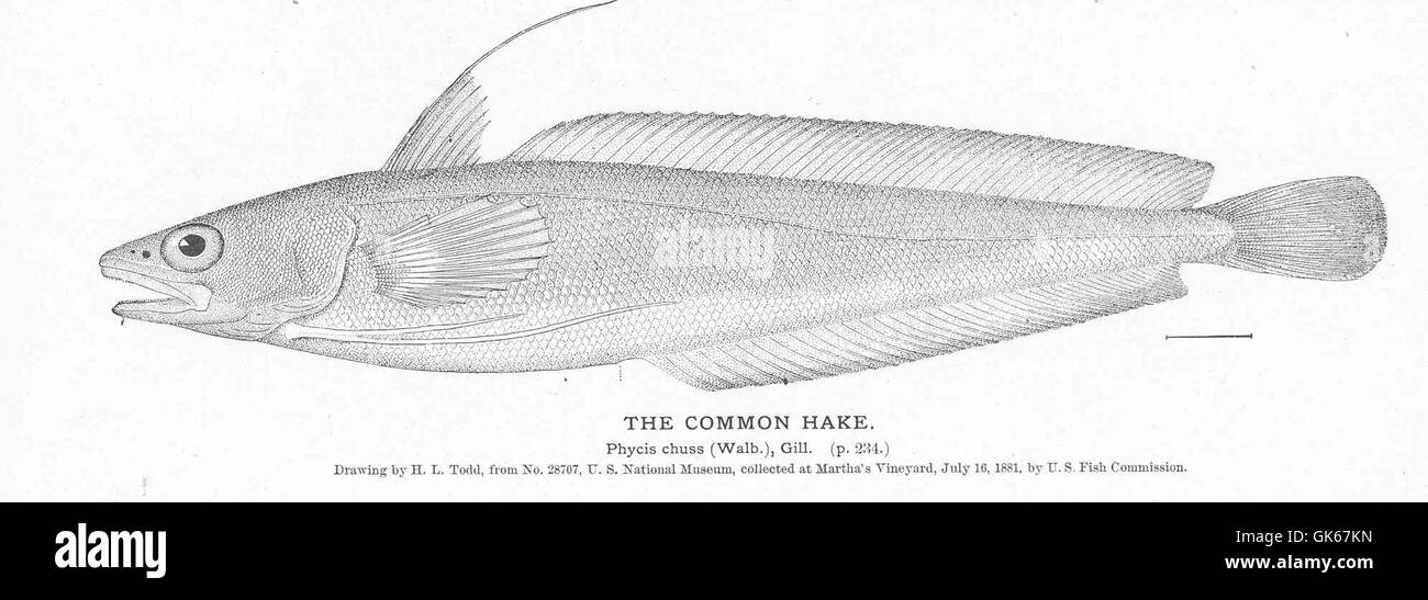 50903 Common Hake Stock Photo Alamy