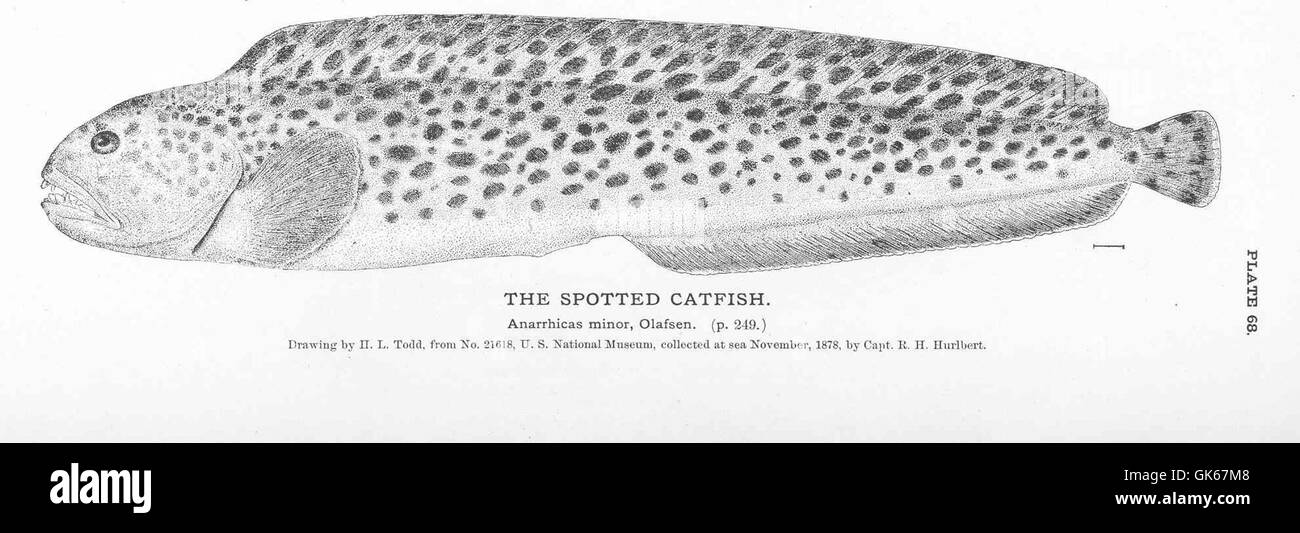 50917 Spotted Catfish Stock Photo Alamy