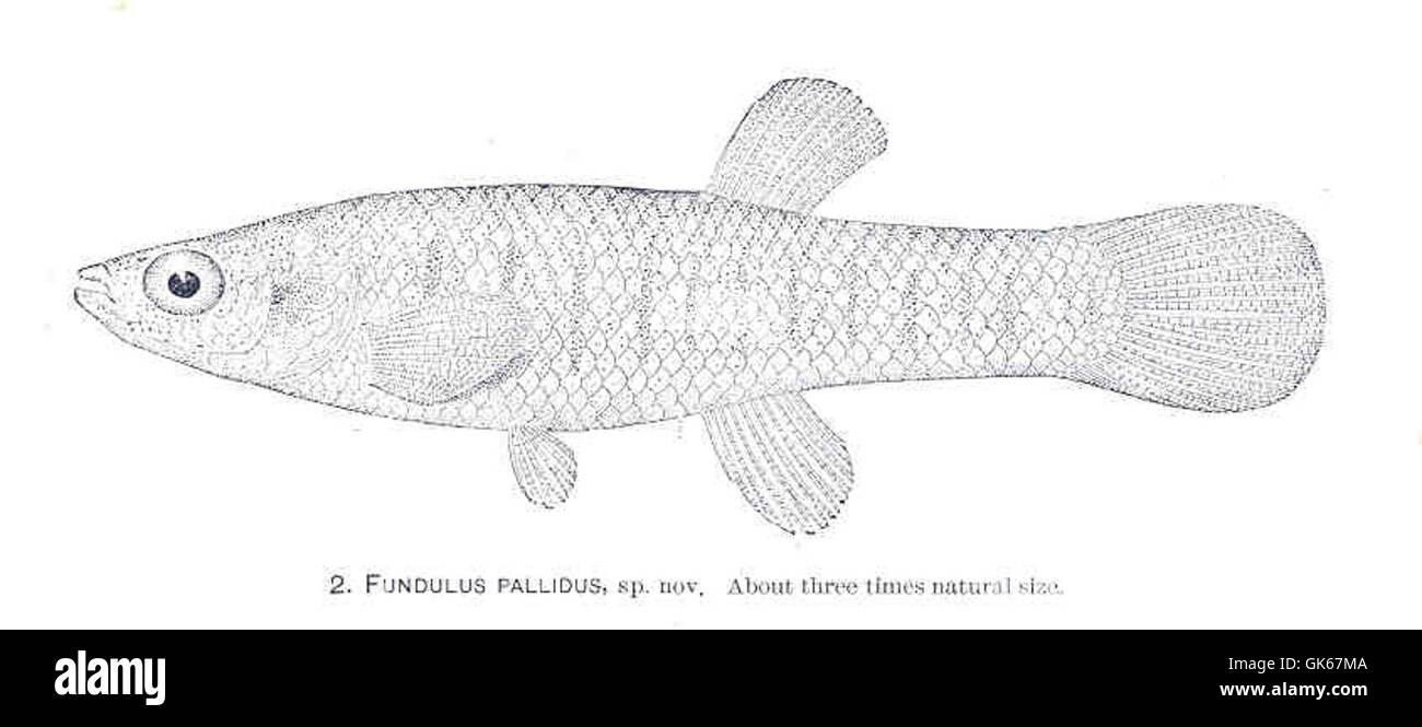 Fundulus pallidus is a newly described species of killifish. It inhabits freshwater environments and is characterized by its distinct coloration and small size. It plays a role in the food web of its ecosystem. Stock Photo