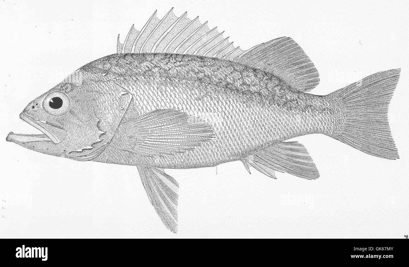 50930 Orange Rockfish Stock Photo Alamy