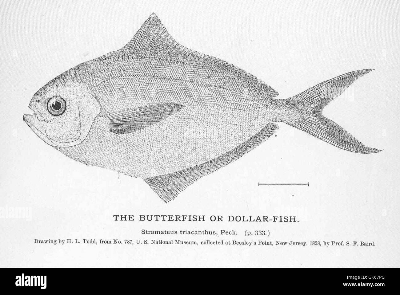 Butterfish drawing hires stock photography and images Alamy