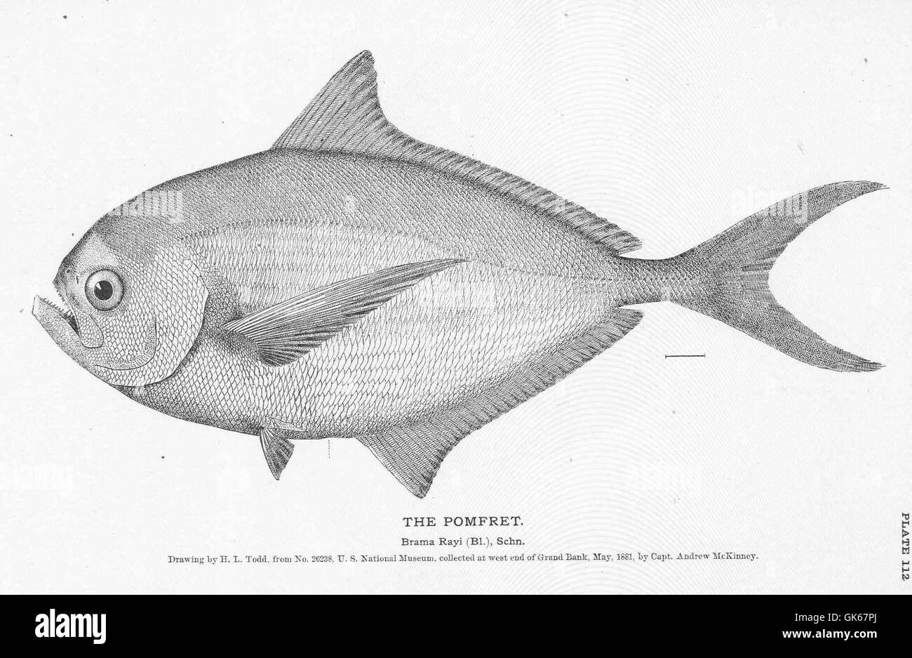Pomfret Black and White Stock Photos & Images Alamy